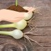 Crystal White Wax Pickling Onion Garden Seeds - 4 Oz - Non-GMO, Heirloom Vegetable Gardening Seed   565499337